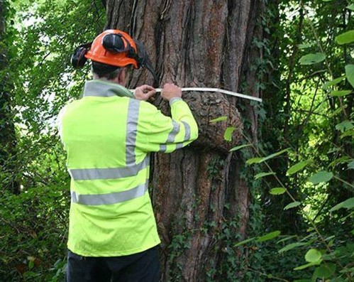 person surveying a tree