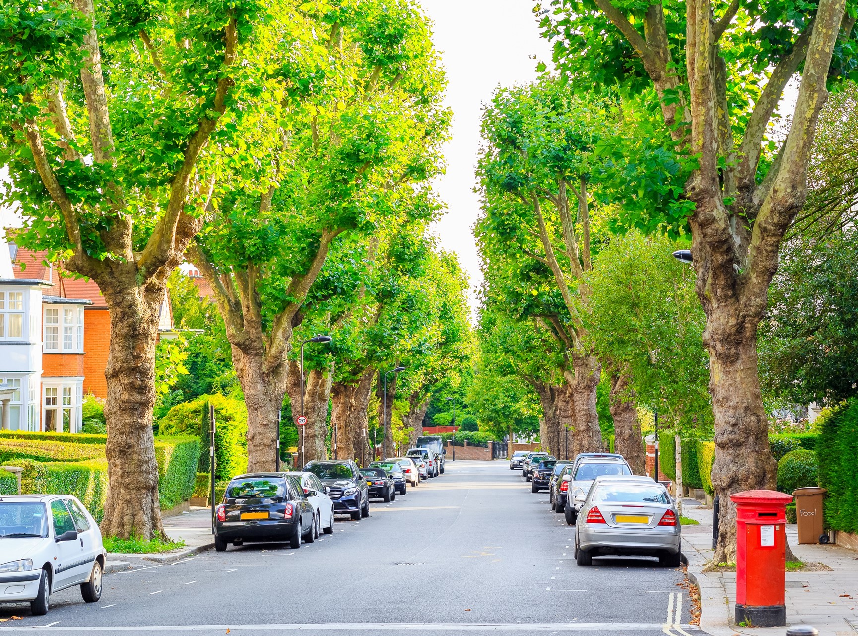 road with trees and parked cars